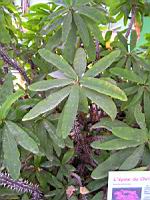 Epine du Christ, Euphorbia milii Des Moul. (fam. Euphorbiacees) (Parc de la tete d'or) (2) (Photo F. Mrugala)